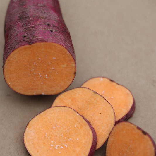 Sweet potato Sugaroot® 'Orange' young plants
