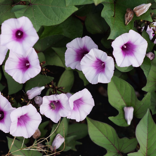 Ornamental sweet potato Sugarbeauty® 'Blooming Lady®' young plants