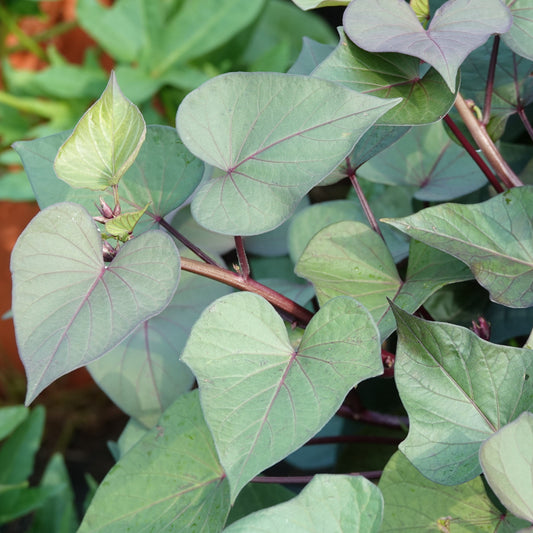 Ornamental sweet potato Sugarbeauty® 'Blooming Lady®' young plants