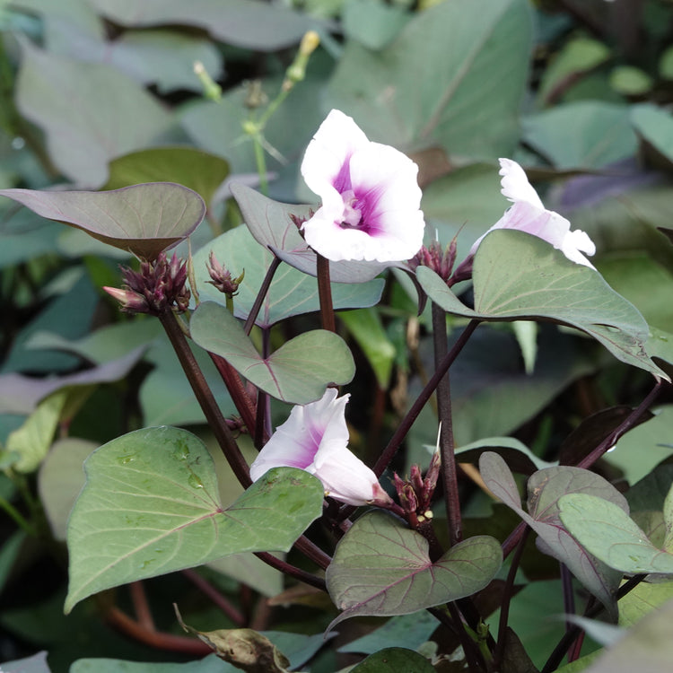 Ornamental sweet potato Sugarbeauty® 'Blooming Lady®' young plants