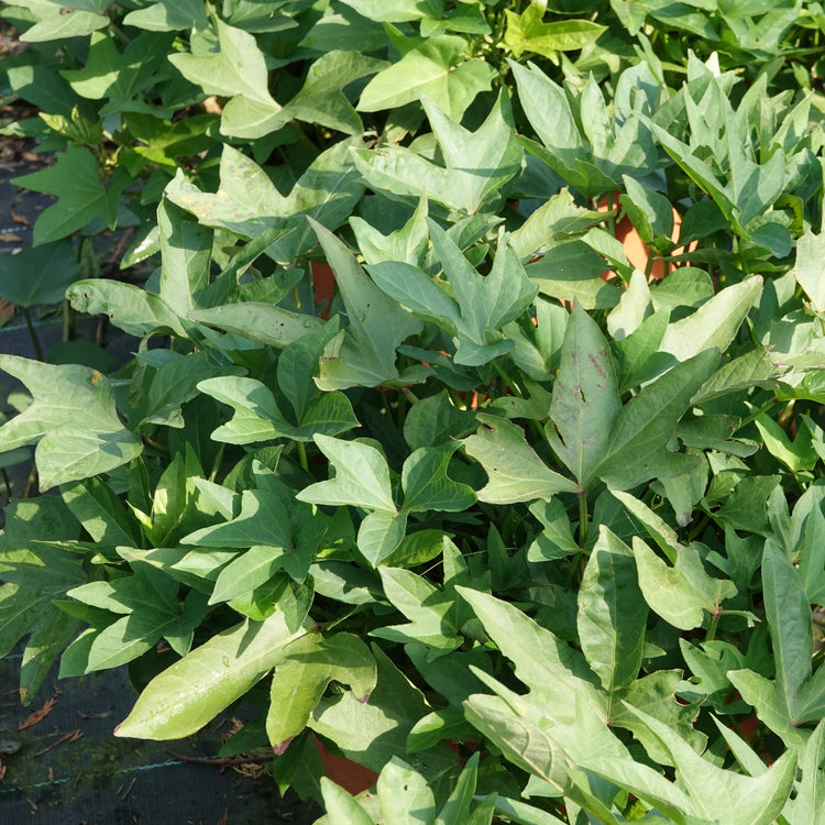 Ornamental sweet potato Sugarbeauty® 'Little Lady Fingerleaf®' young plants