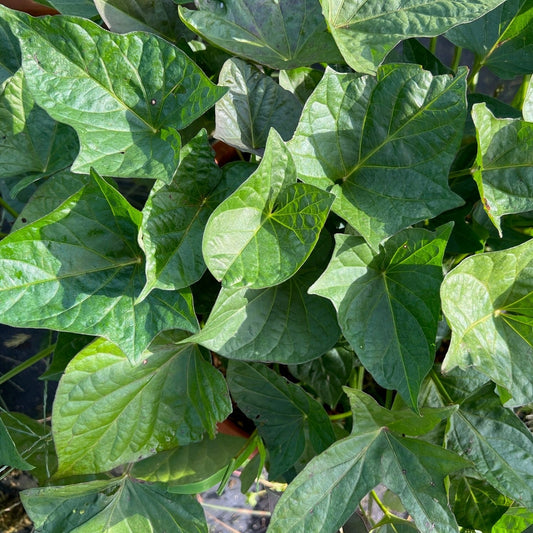 Ornamental sweet potato Sugarbeauty® 'Little Lady Hostaleaf®' young plants