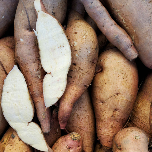 Ornamental sweet potato Sugarbeauty® 'Little Lady Hostaleaf®' young plants