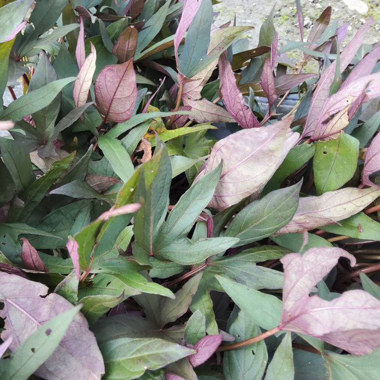 Ornamental sweet potato Sugarbeauty® 'Orange Lady®' young plants