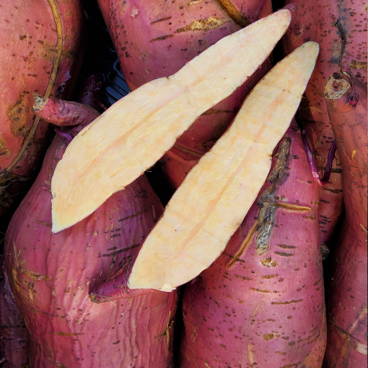 Ornamental sweet potato Sugarbeauty® 'Orange Lady®' young plants