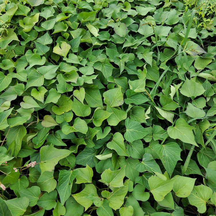 Ertrags-Süßkartoffel Thanksgiver® 'Purple'-Jungpflanzen