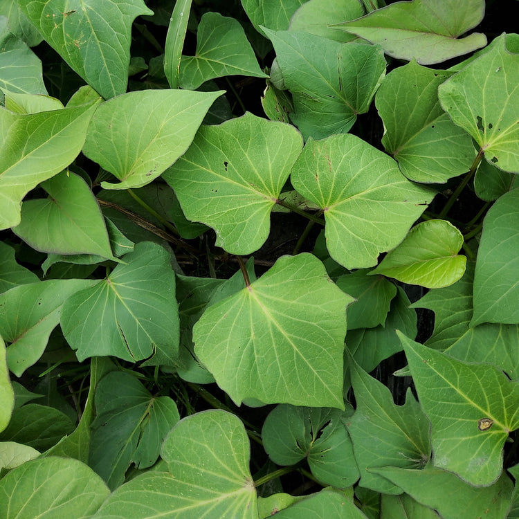Ertrags-Süßkartoffel Thanksgiver® 'Purple'-Jungpflanzen