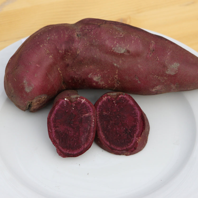 Ertrags-Süßkartoffel Thanksgiver® 'Purple'-Jungpflanzen