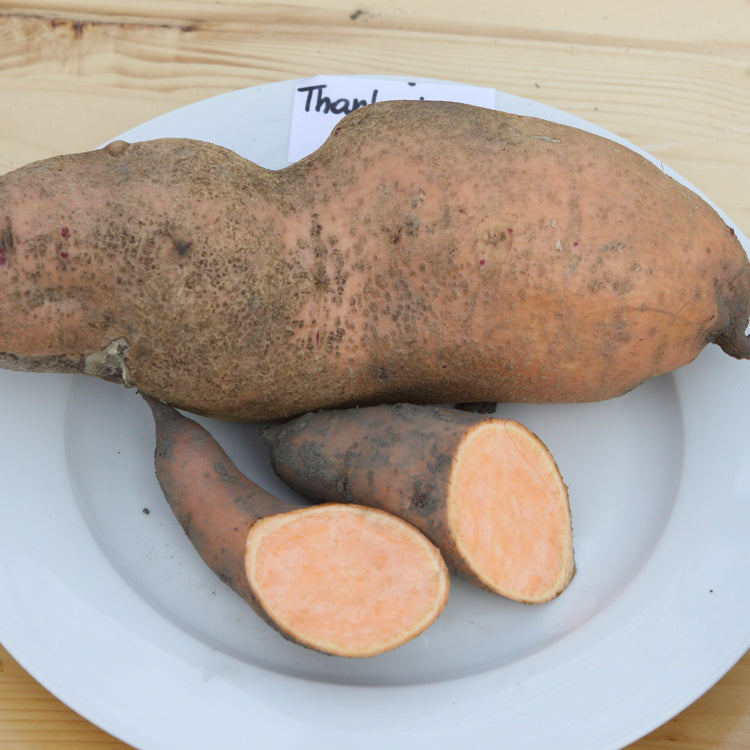 Ertrags-Süßkartoffel Thanksgiver® 'Orange'-Jungpflanzen