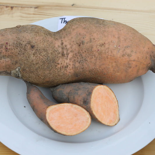 Ertrags-Süßkartoffel Thanksgiver® 'Orange'-Jungpflanzen
