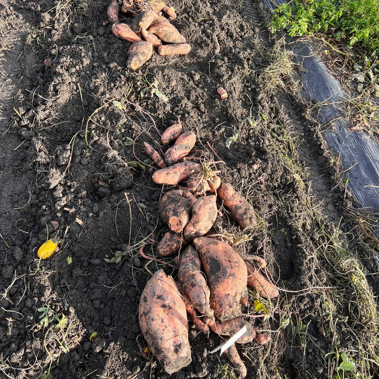 Ertrags-Süßkartoffel Thanksgiver® 'Orange'-Jungpflanzen
