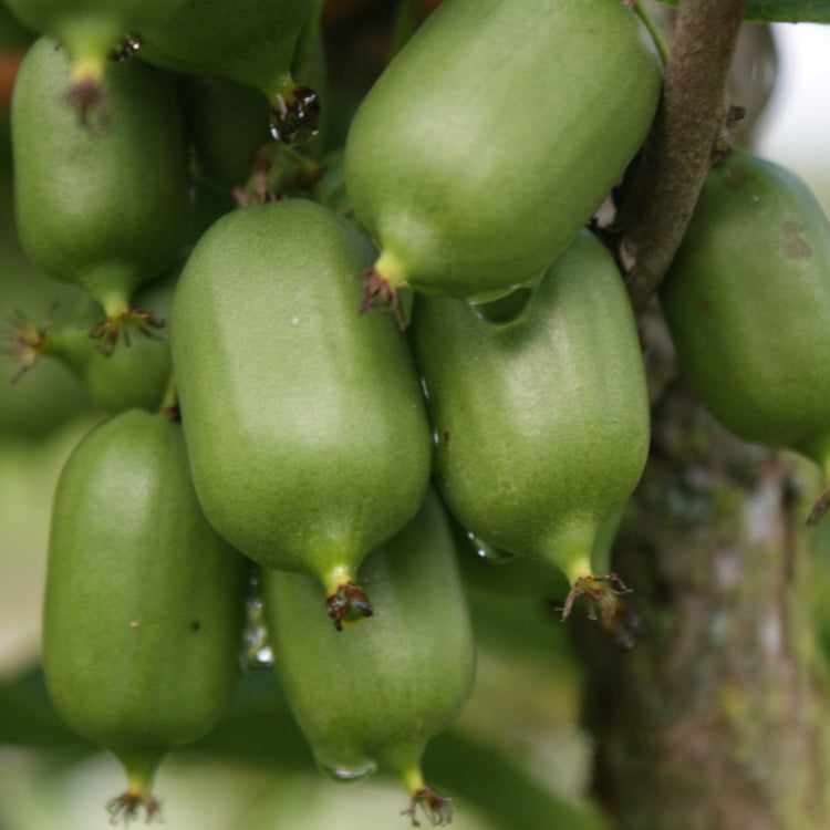 KiwiBerry® Super Issai