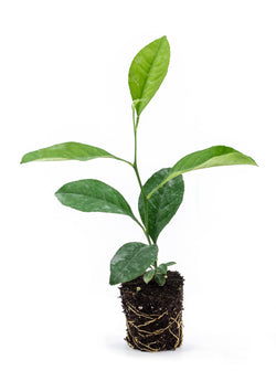 Mediterranean Young Plants
