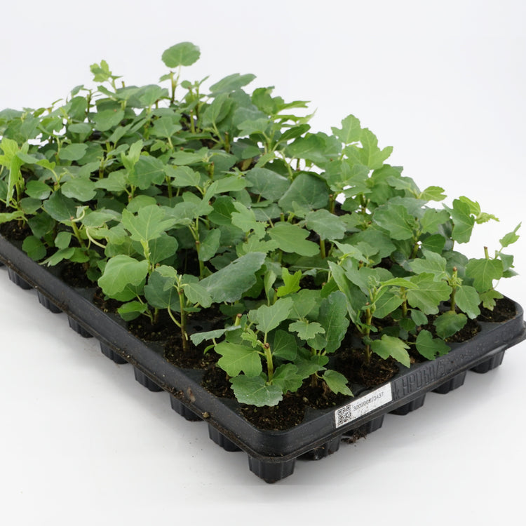 Fig Gustis® Perretta® young plants