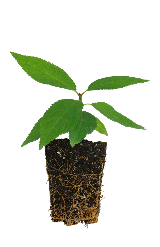 Shrub cherry 'Valentine' young plants