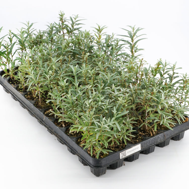 Sea Buckthorn 'Tarmo' young plants