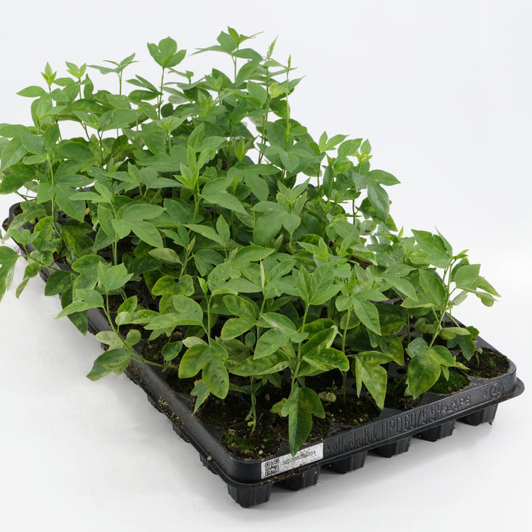 Passionsfrucht Cooltropics® Snowstar®-Jungpflanzen