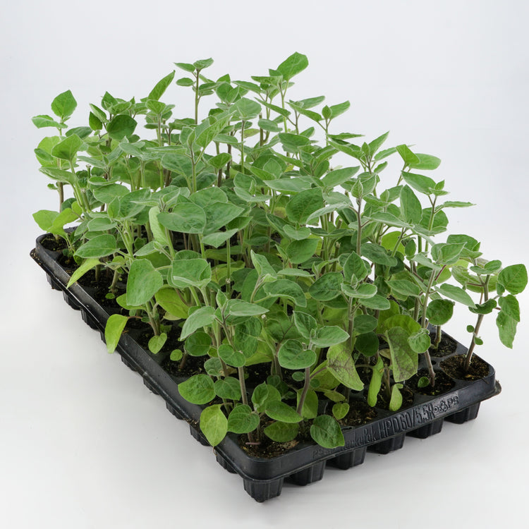 Cape gooseberry 'Little (Big) Buddha' young plant