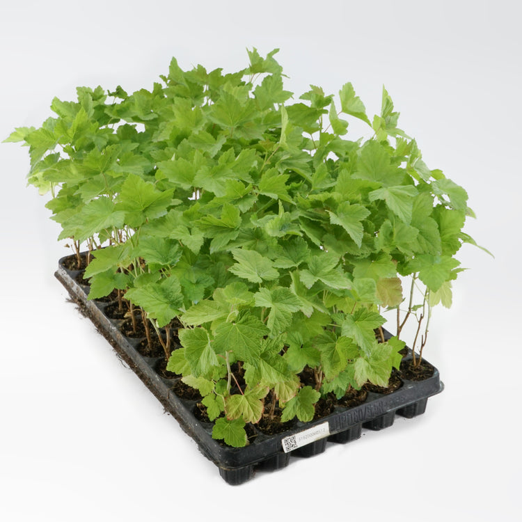 Blackcurrant Cassissima® 'Black Marble'® young plants