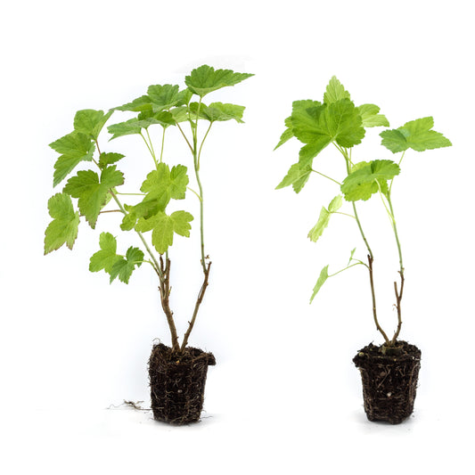 Black curant Cassissima® 'Black Giant®' (sJ 23-001)  - youngplants