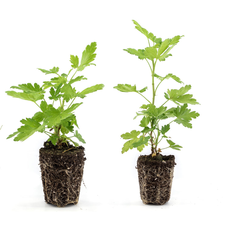 Gooseberry Easycrisp® Lady Late® young plants