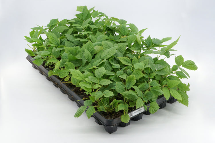 Raspberry Primeberry® 'Grand Heritage®' young plants