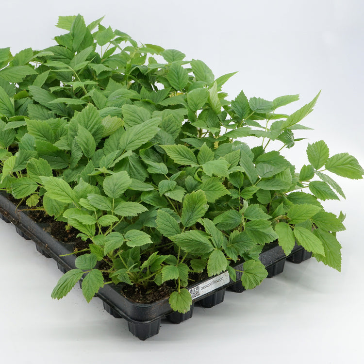 Allackerbeere 'Marika'-Jungpflanzen