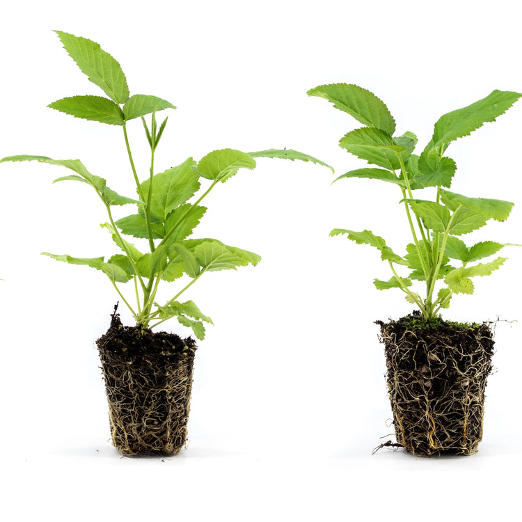 Brombeere 'Br 22-01' - Neuheit 2026