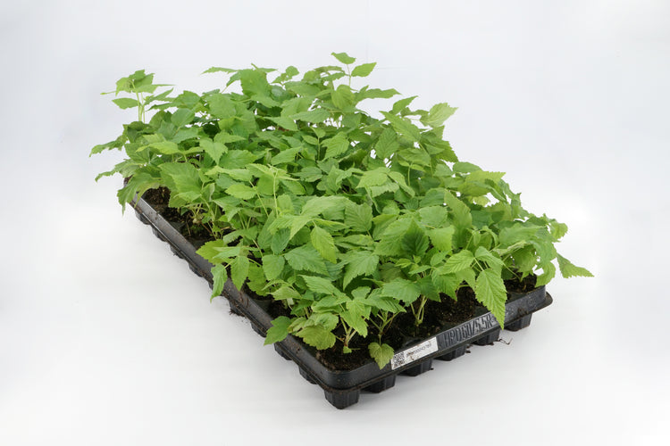 Raspberry Primeberry® 'Autumn Passion®' young plants