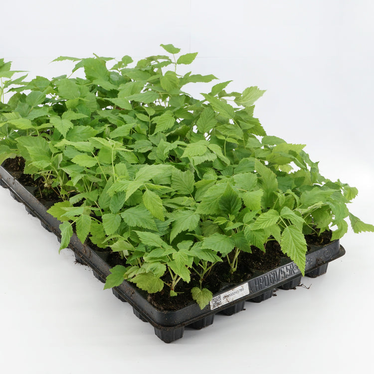 Raspberry 'Sweetleaf®' young plants