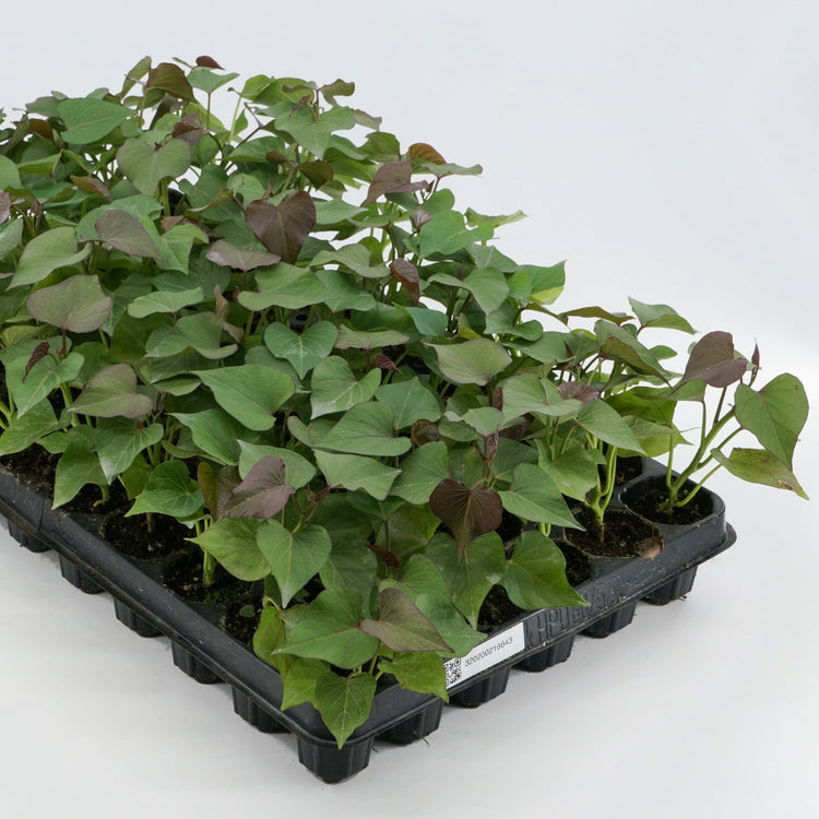 Sweet Potato Sugaroot® 'Purple' seedlings