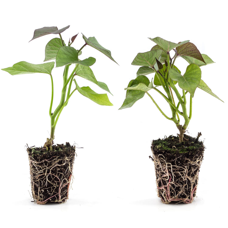 Ornamental sweet potato Sugarbeauty® 'Orange Lady®' young plants
