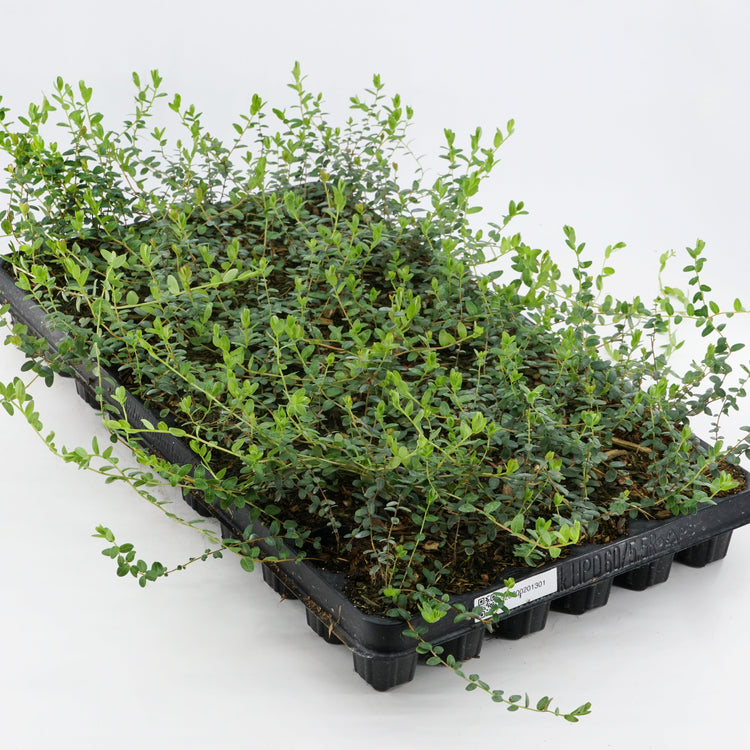 Heidelbeere 'Pink Lemonade'®-Jungpflanzen