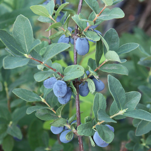 Firstberry® 'Blue Hokkaido' young plants