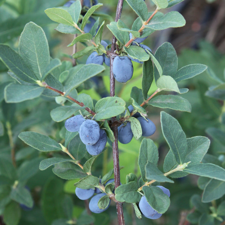 Firstberry® 'Blue Hokkaido' young plants
