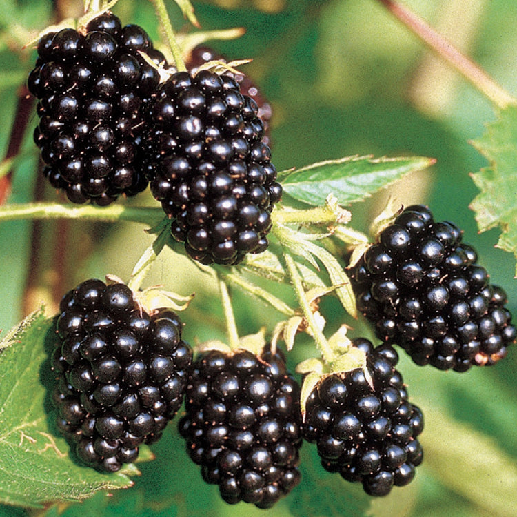 Brombeere Loch Ness'-Jungpflanzen