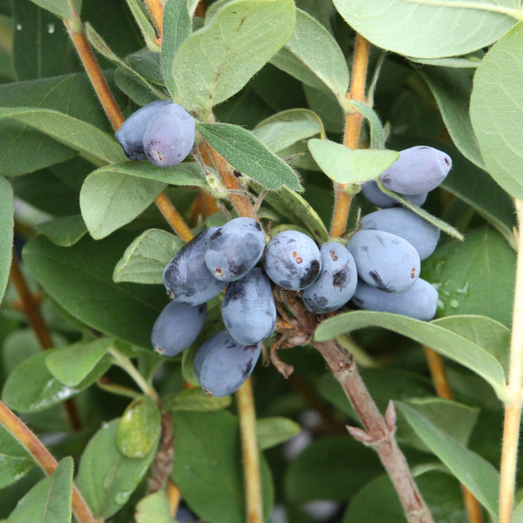 Firstberry® 'Blue Moon' young plants