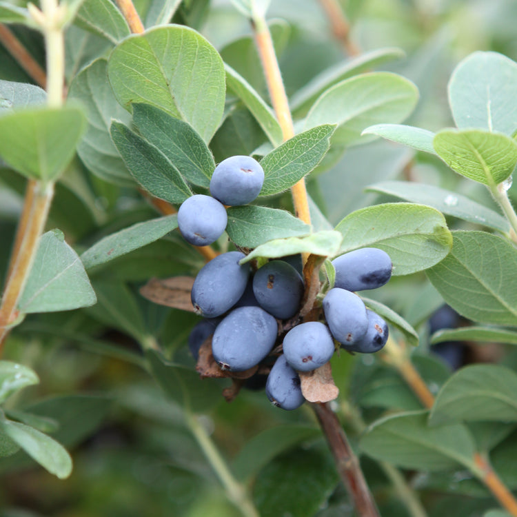 Firstberry® 'Blue Moon' young plants