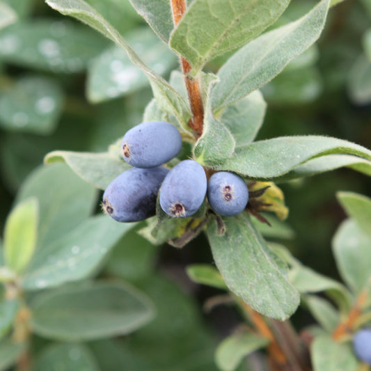 Firstberry® 'Blue Sea' young plants