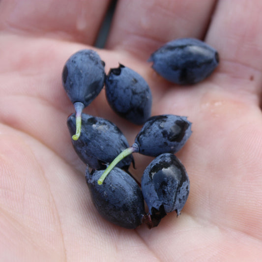 Blueberry 'Blautropf'® young plants