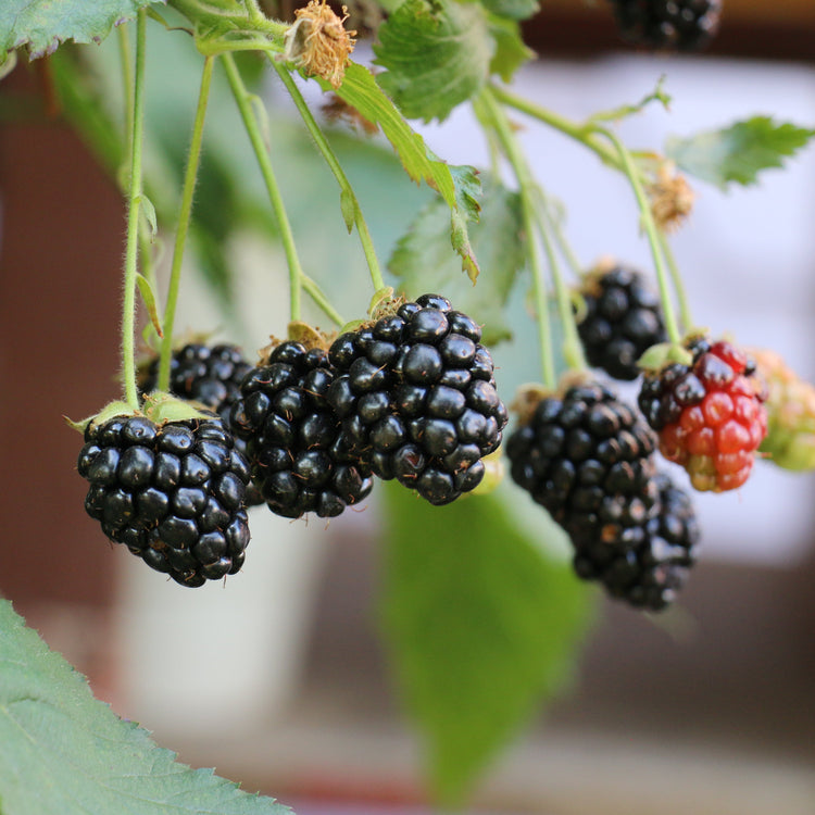 Blackberry Lowberry® 'Little Black Prince'® young plants