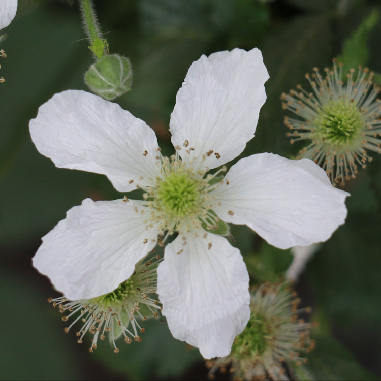 Blackberry Lowberry® 'Little Black Prince'® young plants