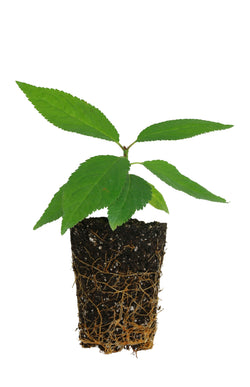 Fruit Tree Young Plants