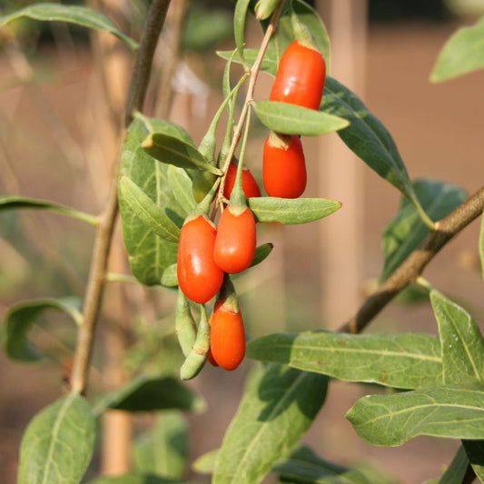 Goji 'Super Success'®-Jungpflanzen