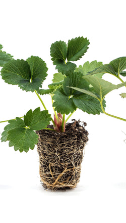 Strawberry Young Plants