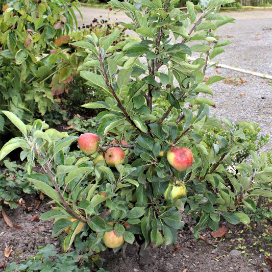 Dwarf apple tree Maloni® 'Gullivers®' young plants