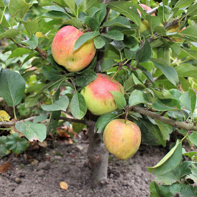 Dwarf apple tree Maloni® 'Gullivers®' young plants
