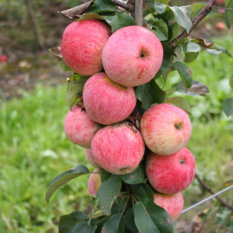 Dwarf apple tree Maloni® 'Lilly®' young plants