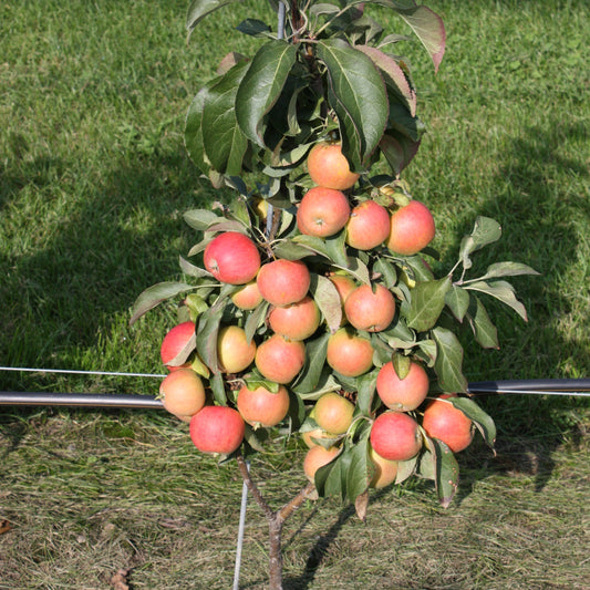 Dwarf apple tree Maloni® 'Lilly®' young plants