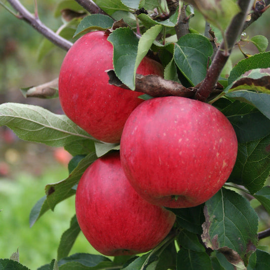Dwarf apple tree Maloni® 'Sally®' young plants